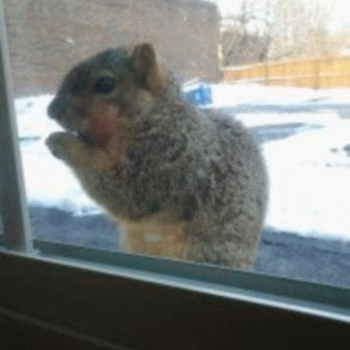 Sloth (USA-2) : Familiar Piggerz!